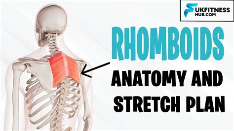 Rhomboid Major And Minor Anatomy And Best Stretches For Tightness