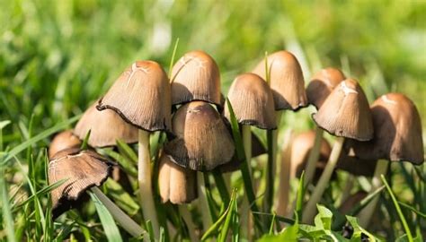 10 Most Poisonous Mushrooms Foraging Safety List