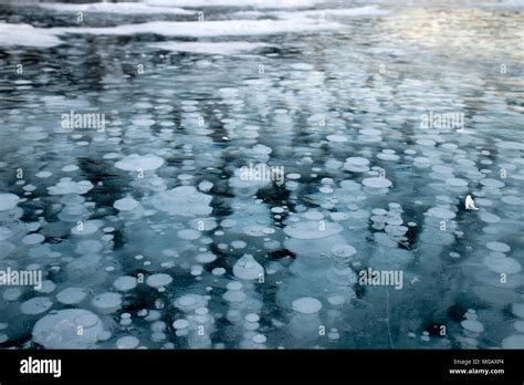 Abraham Lake With Frozen Methane Bubbles Stock Photo Alamy