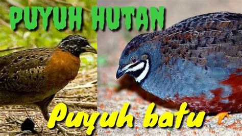 puyuh hutan