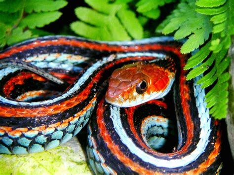 Orange And Blue San Francisco Garter Snake Thamnophis Sirtalis