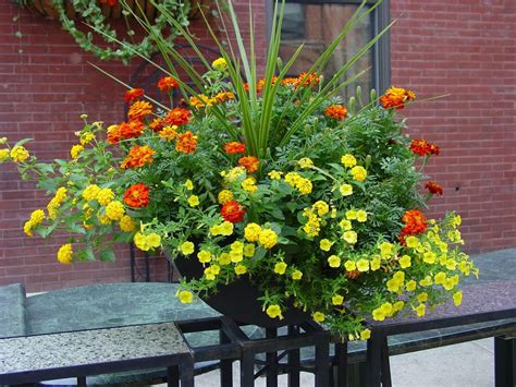 Grow The Classic Marigold Plant Container Flowers Container Plants
