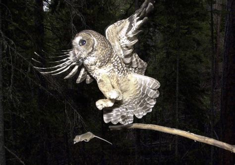 Spotted Owls Could Go Extinct Without More Federal Protection But They