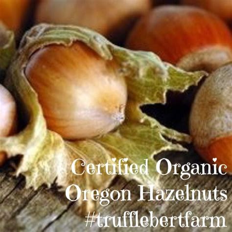 Hazelnuts Certified Organic Hazelnut Healthy