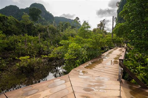 Bosque Krabi Tailandia Del Pantano Del Pom De Tha Imagen De Archivo