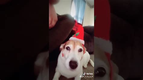 Doggo With Hat Dog Was Confused Youtube