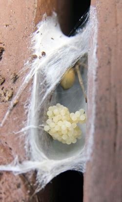 Reaction typically occurs at the site of the bite, with an ulcerated necrotic wound that results in. Garden Spiders - Master Gardener Program
