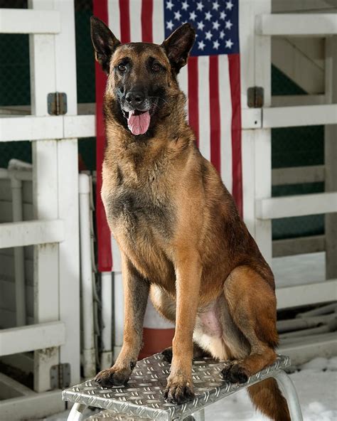 German Shepherd Black Dog Military Canine Portrait Working Dog