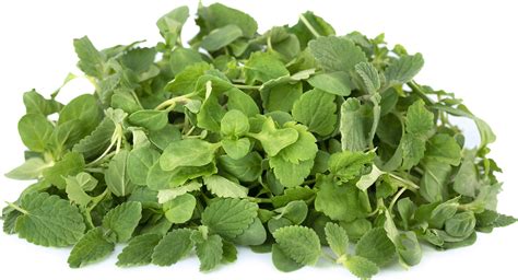 Micro Mix Mint Information Recipes And Facts