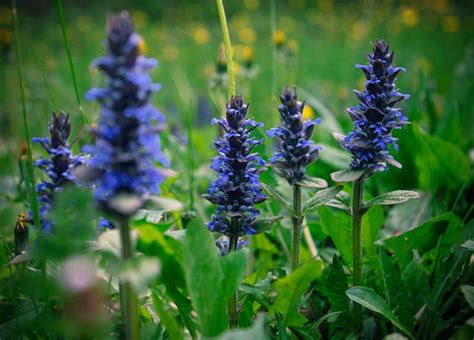 20 Blue Perennials For Your Garden Garden Lovers Club