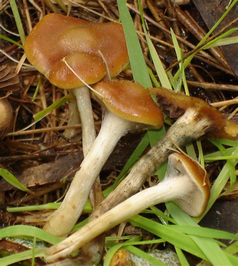Psilocybe Cyanescens Look Alikes Mushroom Hunting And Identification
