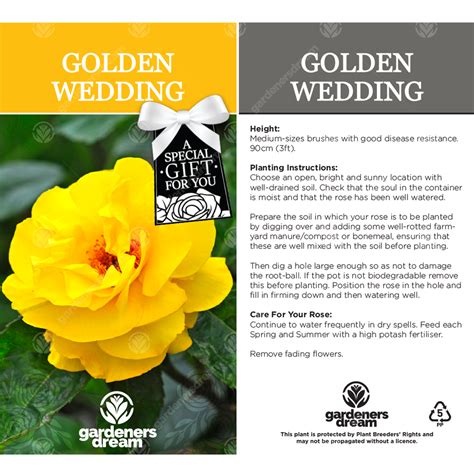 Many plant shops are delivering potted and hanging plants straight to your door. Golden Wedding Rose - 50th Wedding Anniversary Gift - Live ...