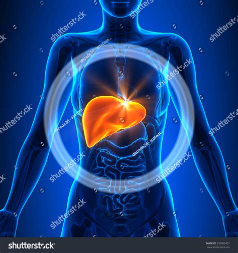 Liver In Female Human Body