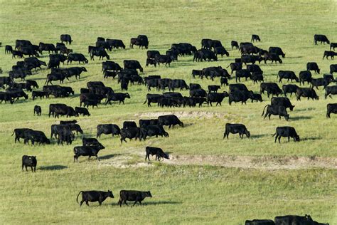 Black Angus Cattle Herd Outside Badlands National Park South Dakota