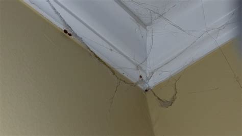 Bed Bugs On Ceiling After Treatment Shelly Lighting