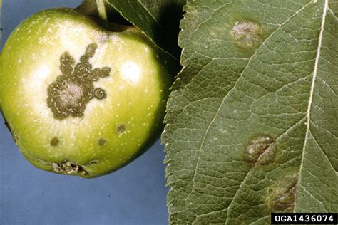 Flowering Crab Tree Diseases Pictures Pin By Beth King On Trees