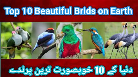 10 Most Beautiful Birds On Planet Earth Youtube