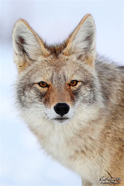Set of different animals and predators footprints and traces. 34 best images about Coyote - Beautiful & misunderstood ...