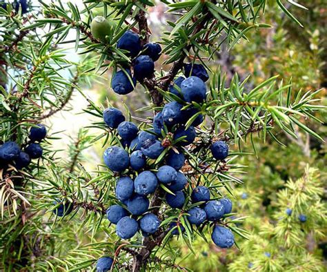 Juniperus Communis Euforgen European Forest Genetic Resources Programme