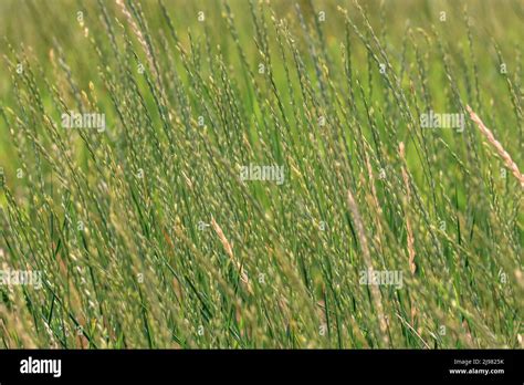 Image Background Green Spikelets Of Wild Nature Grass Stock Photo Alamy