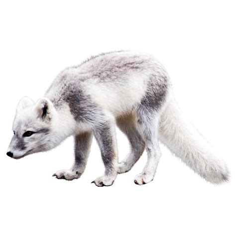 White Arctic Fox Png Background Image Png Mart