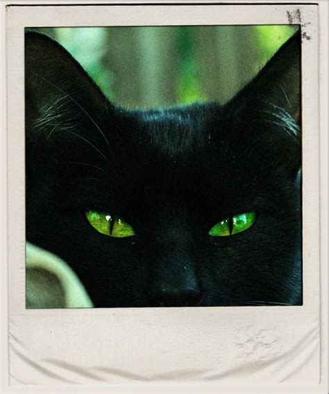 Black Cat Green Eyes By Mariaper On Deviantart