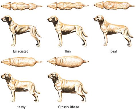 Ideal dog and cat weight ranges. My dog is too skinny! : dogs