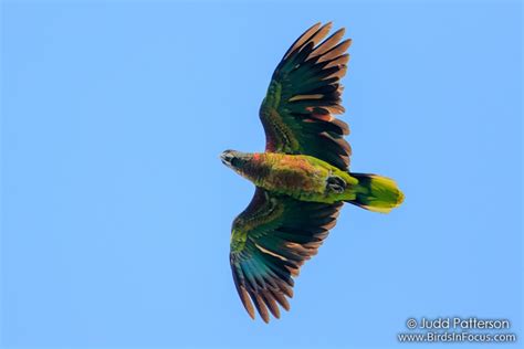 Endemic Birds Of St Lucia Birds In Focus