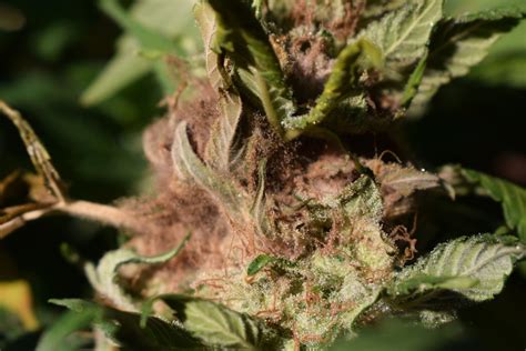 Bud Rot Or Mould How To Identify And Prevent It Weedseedshop