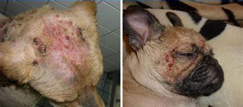 Spunta a un cane cosa fare, come rimuovere e come trattare ...