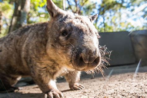 Southern Hairy Nosed Wombat Animals Wombat Wildlife Sanctuary
