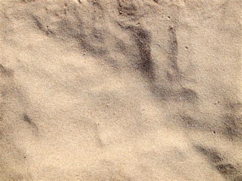 Sand Background Stock Photo Image Of Grained Closeup 142747784