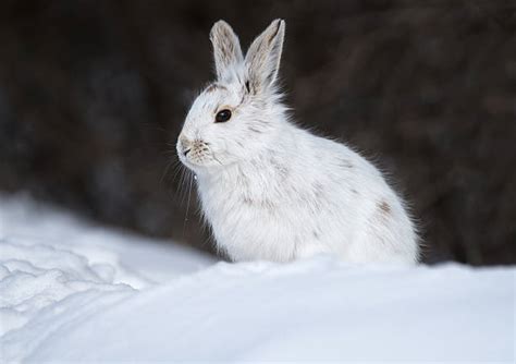 Snow Bunny Stock Photos Pictures And Royalty Free Images Istock