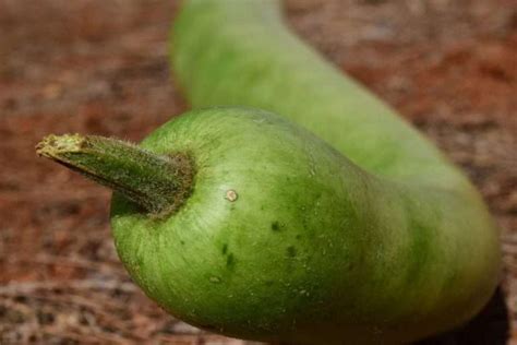 Snake Gourd Care And Growing Guide Evergreen Seeds