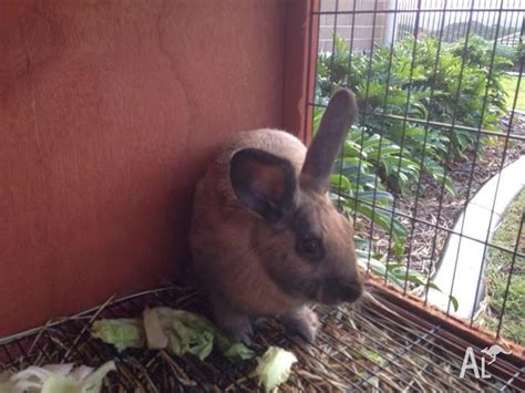 Rabbits For Sale For Sale In Tweed Heads New South Wales Classified