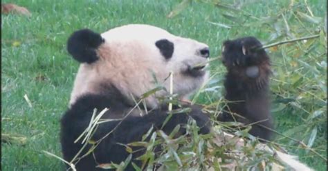 Panda Poop Could Be Key To Producing Biofuels Cbs Colorado
