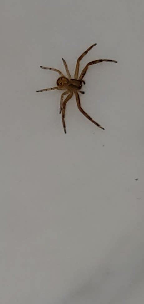 Unidentified Spider In San Antonio Texas United States