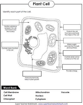 Check spelling or type a new query. Plant cell homework help