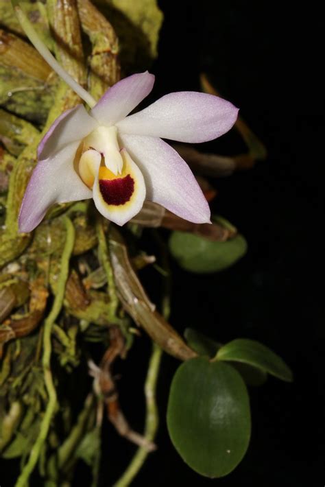 Dendrobium Flexicaule0171 Grown By Cynthia Hill Flickr