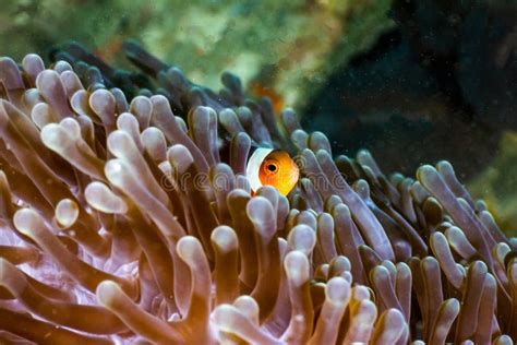 Clown Fish In Indonesia Stock Photo Image Of Anemone 236017876