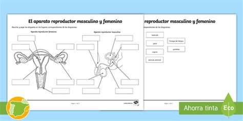 Fichaaparato Reproductor Femenino Y Masculino Para Imprimir 9410 HOT