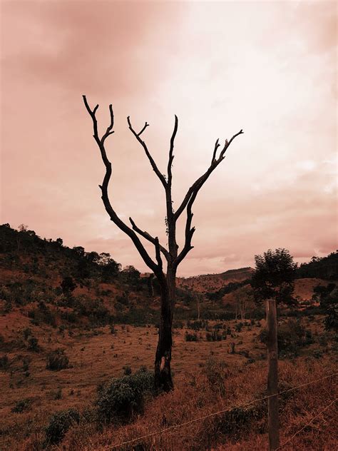 Photo Of Bare Tree · Free Stock Photo