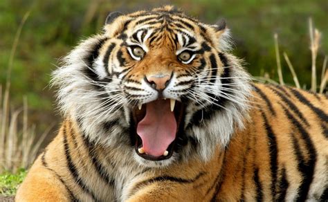 Dónde comprar un tigre de Bengala