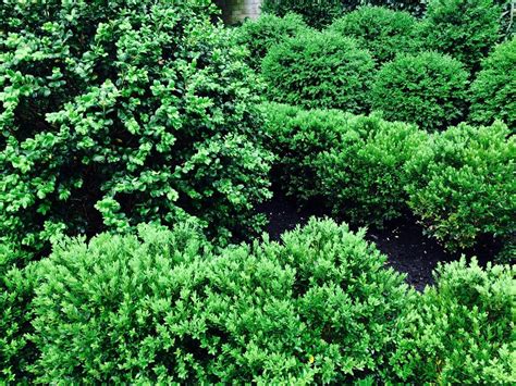 Boxwood gets a makeover | Boxwood landscaping, Boxwood ...
