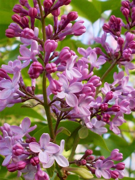 Lilacs ~ I Cant Wait For Them To Bloom Every Year I Love How They
