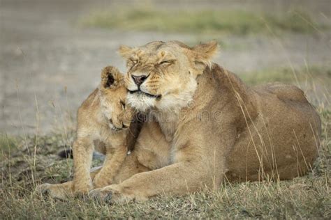 Mother And Baby Lion Cub In Ngorongoro In Tanzania Stock Image Image