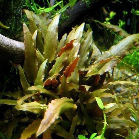 This species readily grows in shady areas Cryptocoryne Walkeri Freshwater Potted Aquarium Plant ...