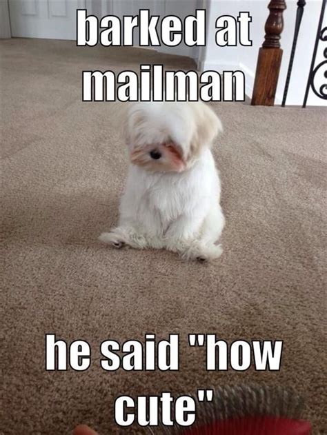 Dejected Maltese Puppya Funny Animal Quotes Funny Cute Memes