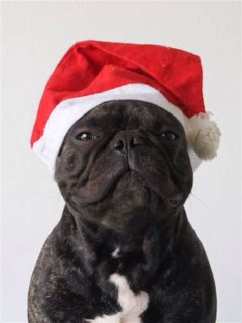Merry Christmas French Bulldog In A Santa Hat Merry Christmas In