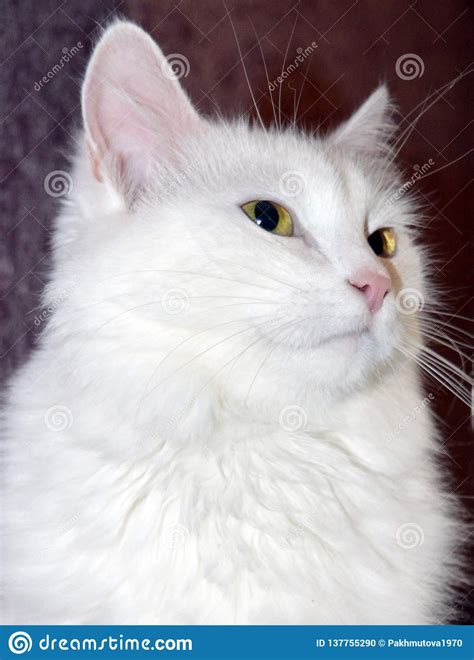Cat Kitten White Pet Animal Cute Feline Kitty Domestic Fur